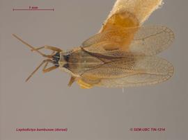   Leptodictya bambusae , dorsal view; photo: Don Griffiths, Spencer Entomological Collection, Beaty Biodiversity Museum, UBC 
